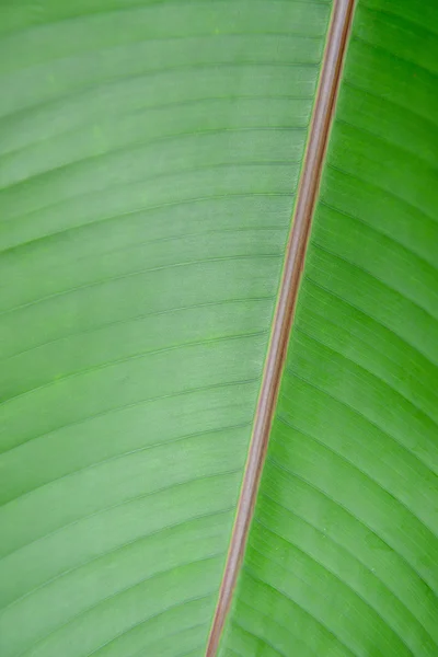 Leaf texture — Stock Photo, Image