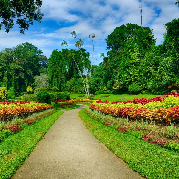 Een mooie steegje in het park met exotische planten — Stockfoto