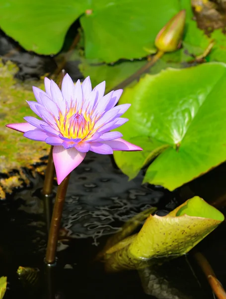Nymphaea lotus — Photo