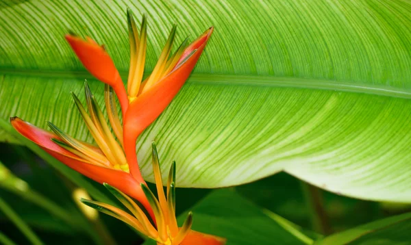 Heliconia — Stockfoto