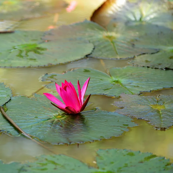 Nymphaea lotus — Stock Photo, Image