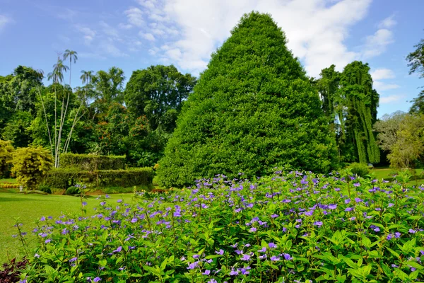 Parco con piante esotiche — Foto Stock