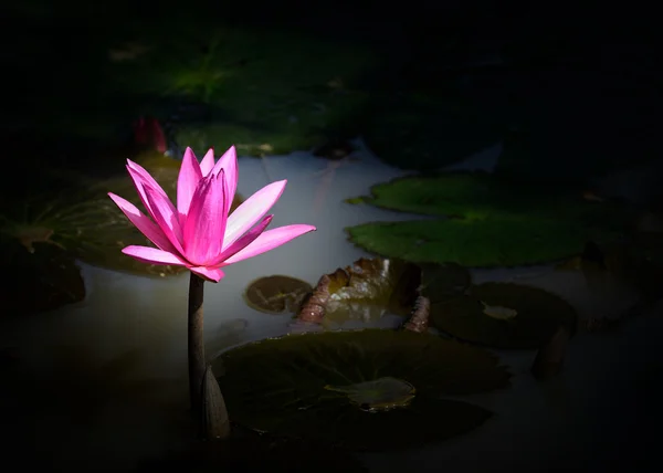 Nymphaea lotus — Stock Photo, Image