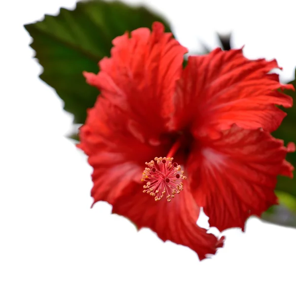 Hibiscus απομονωθεί — Φωτογραφία Αρχείου