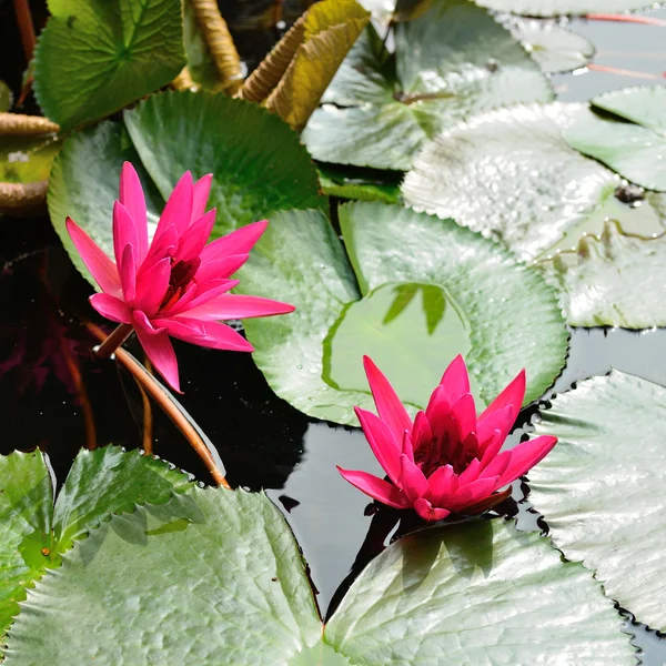 Nymphaea lotus — Stock Photo, Image