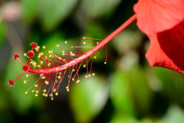 Hibiszkusz — Stock Fotó