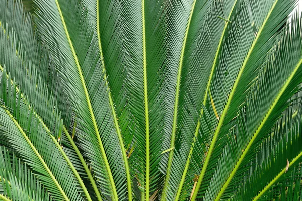 Tropická rostlina — Stock fotografie