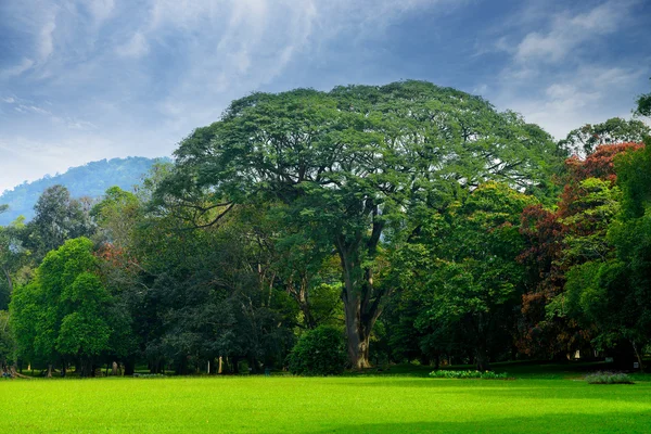 Parco con piante esotiche — Foto Stock