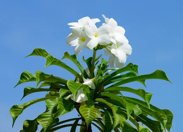 Plumeria — Zdjęcie stockowe