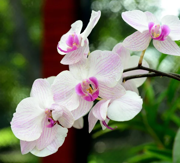 Orchidées — Photo