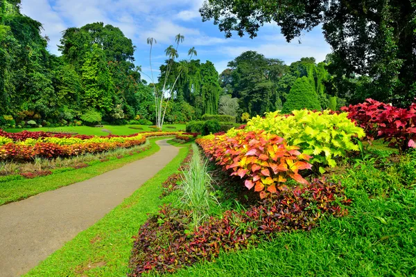 En vacker gränd i park med exotiska växter — Stockfoto