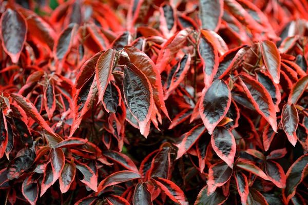 Tropical plant with red leaf — Stock Photo, Image