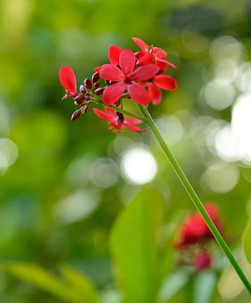 Trópusi vörös virág — Stock Fotó