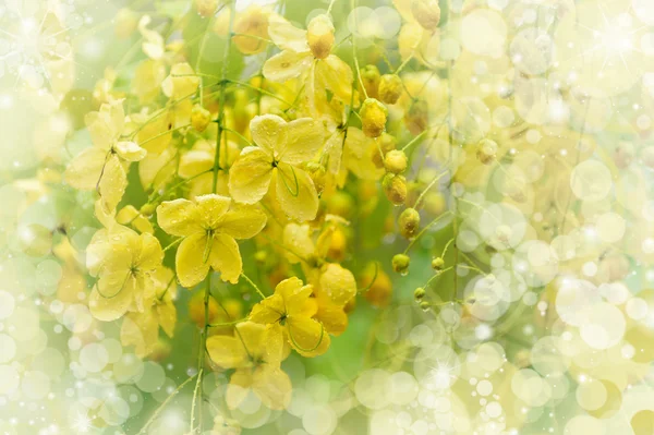 Flowering tree.Light vignette — Stock Photo, Image