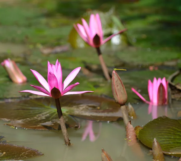 Nymphaea lotus — Stock Photo, Image