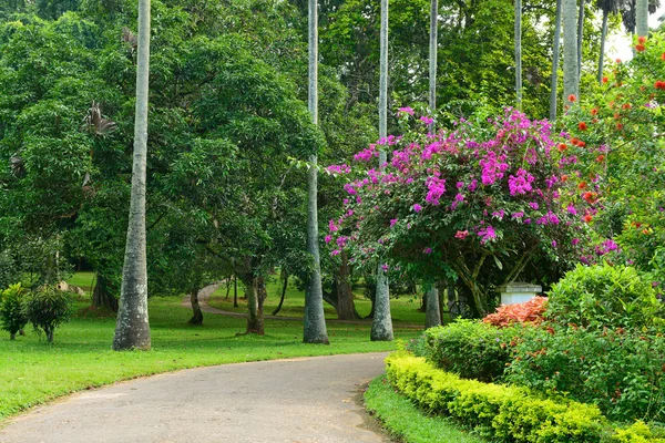 Krásná alej v parku s exotickými rostlinami — Stock fotografie