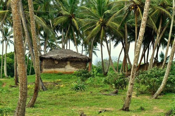 Capanna nella giungla — Foto Stock