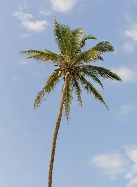 Palmträd med frukter av kokos — Stockfoto