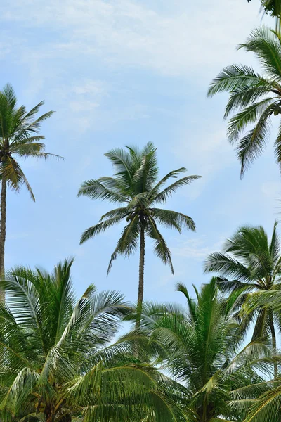 Palm tree and blue sky — Stock Photo, Image