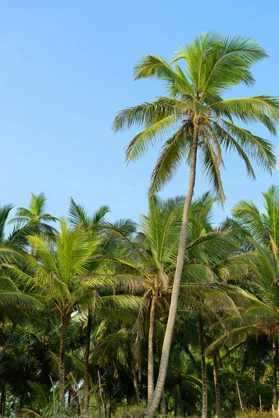 Pohon palem dan langit biru — Stok Foto