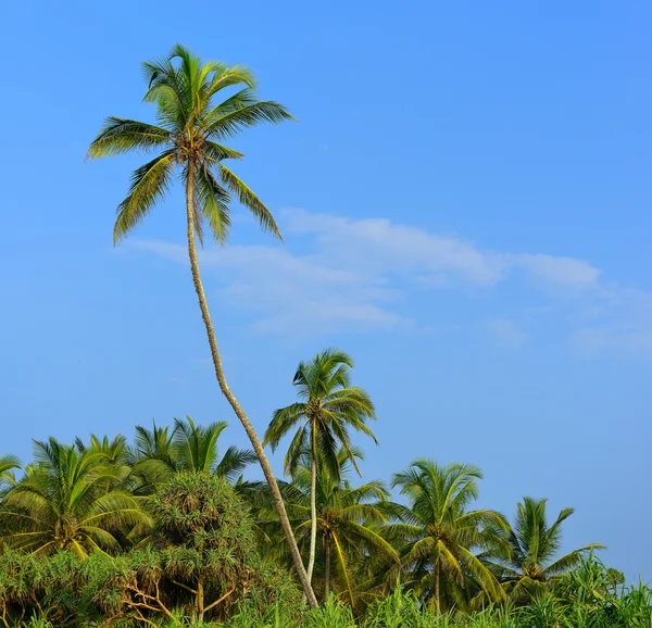 Palme und blauer Himmel — Stockfoto