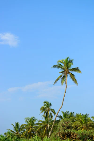 Palmboom en blauwe lucht — Stockfoto