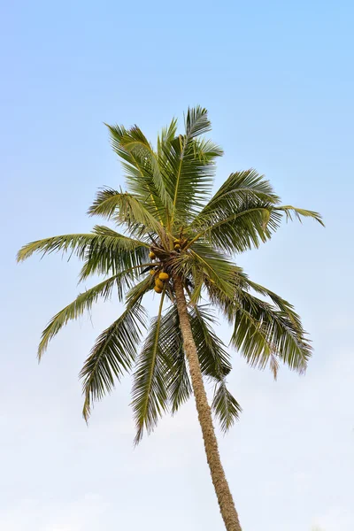 Palm tree with the fruit of coconut — Stock Photo, Image