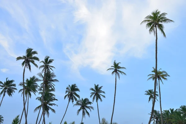 Palma a modrá obloha — Stock fotografie