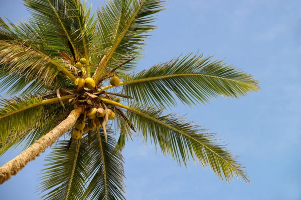 Palmträd med frukter av kokos — Stockfoto