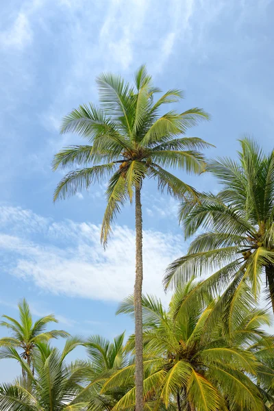 Palmboom en blauwe lucht — Stockfoto