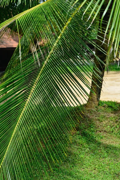 Rama de palmera — Foto de Stock