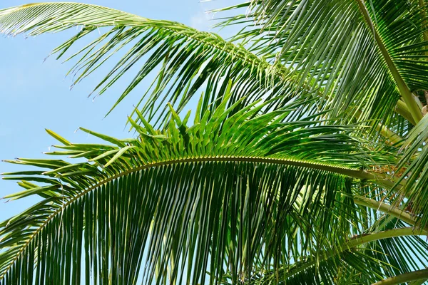 Palm tree branch — Stock Photo, Image
