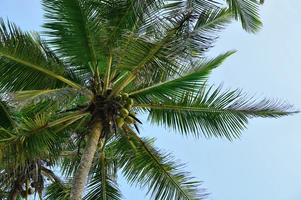 Palme mit der Frucht der Kokosnuss — Stockfoto