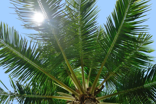 Palmeira e luz do sol — Fotografia de Stock