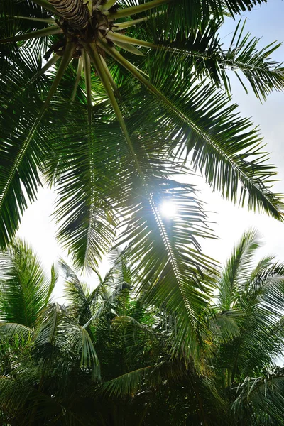 Palmboom en zonlicht — Stockfoto