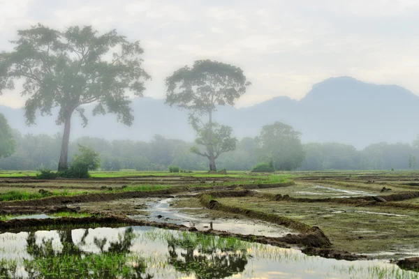 Campos de arroz temprano en la mañana, la niebla  . —  Fotos de Stock