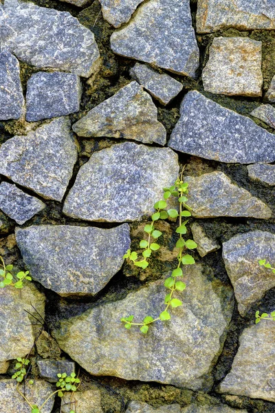 Mauer aus Naturstein und gekeimtem Gras — Stockfoto