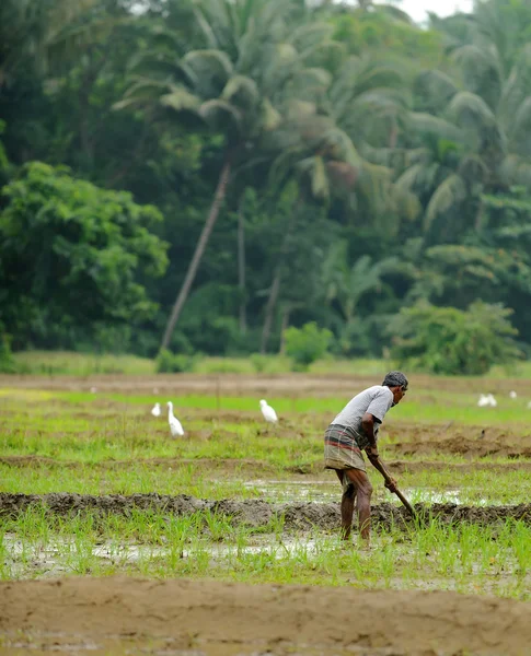 Munca manuală a omului pe câmpul de orez — Fotografie, imagine de stoc