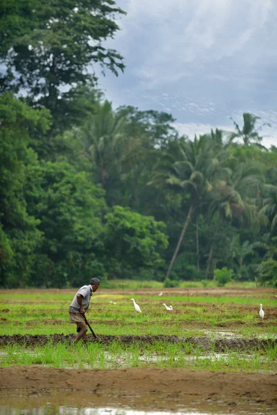 Manual work of the man on the rice field — Stock Photo, Image