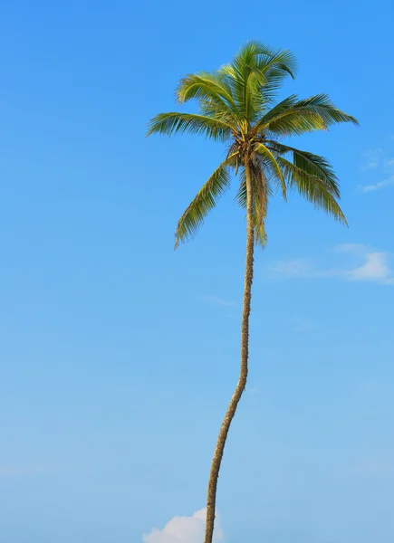 Palm tree with the fruit of coconut Royalty Free Stock Images