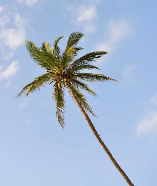 Palm tree with the fruit of coconut Royalty Free Stock Photos