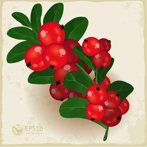 Fresh cranberry. — Stock Vector