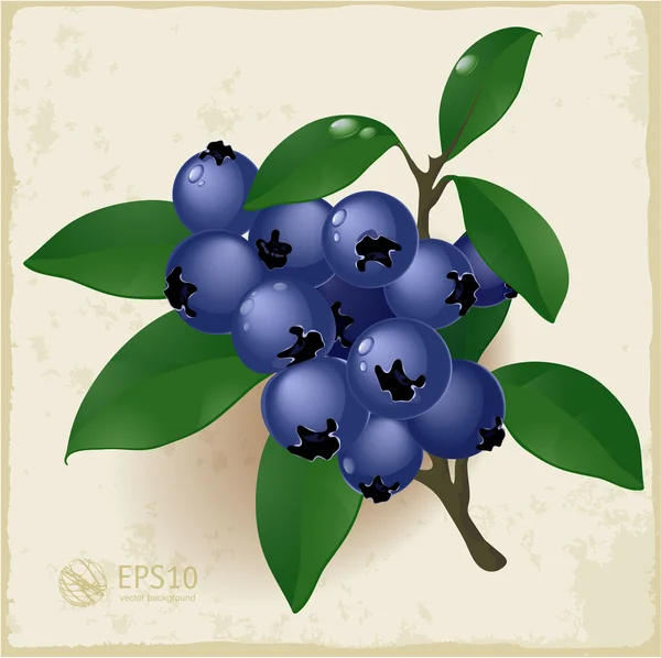 Ripe and fresh blueberries and leaves. — Stock Vector