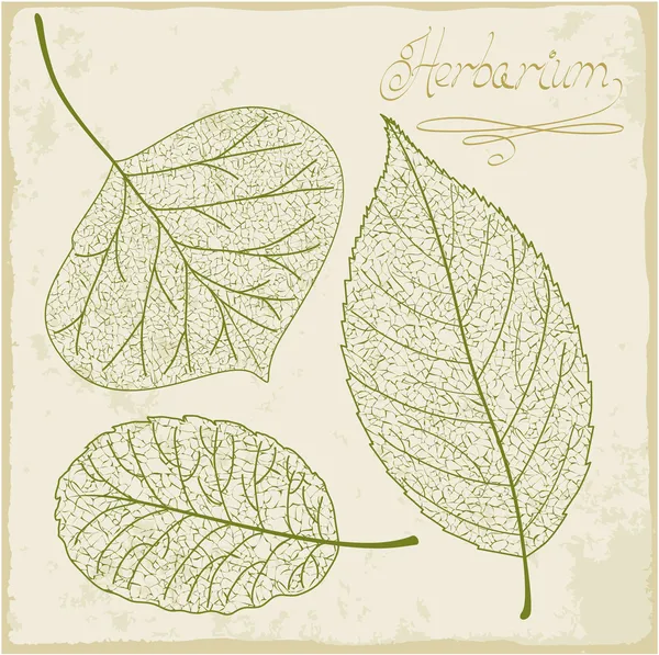 vektör yaprak iskelet set.