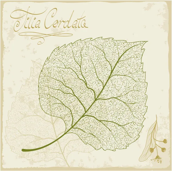 Esqueleto de hoja de tilo . — Archivo Imágenes Vectoriales