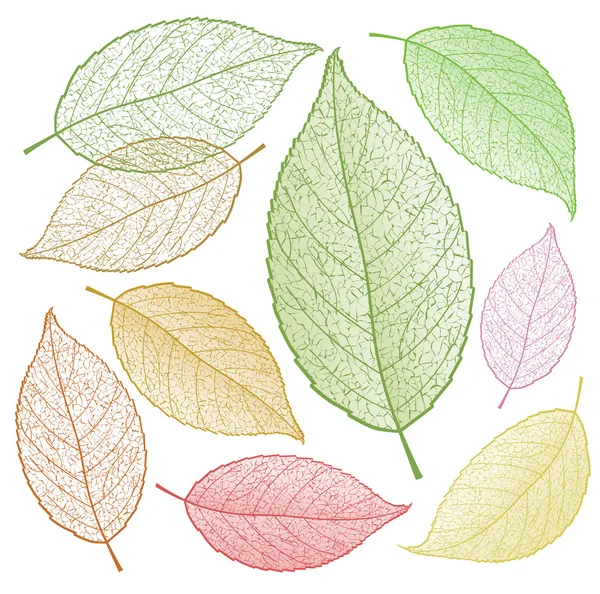 Colored vector leaf skeletons. — Stock Vector
