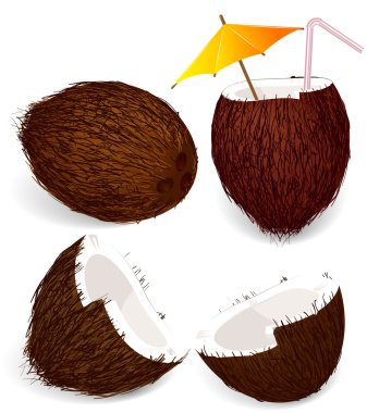 vektör hindistancevizi.