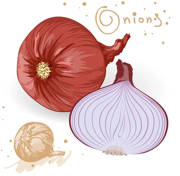 Onions. Vector. — Stock Vector