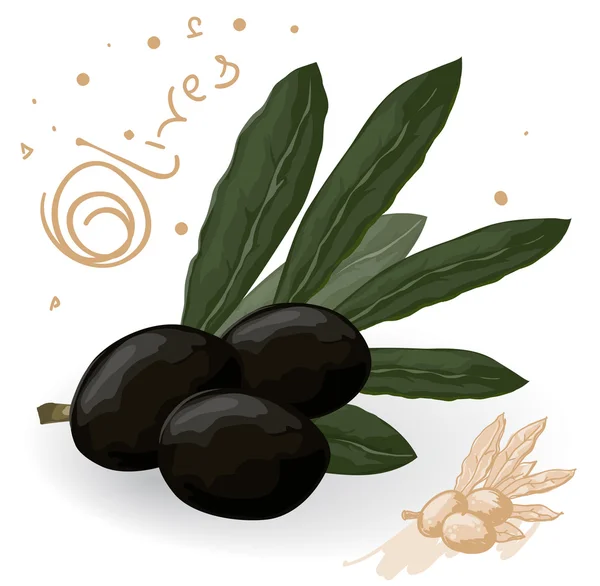 Olive branch with three black olives. — Stock Vector