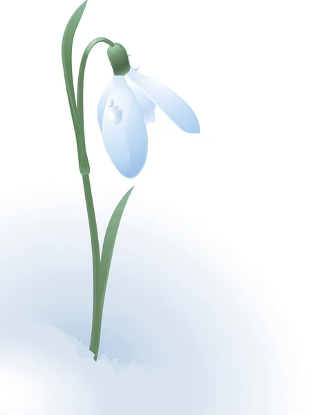 Snowdrop. — Stock Vector